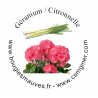 "la Géranium-Citronnelle"