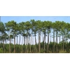 Bougie "l'aromatique" PIN DES LANDES