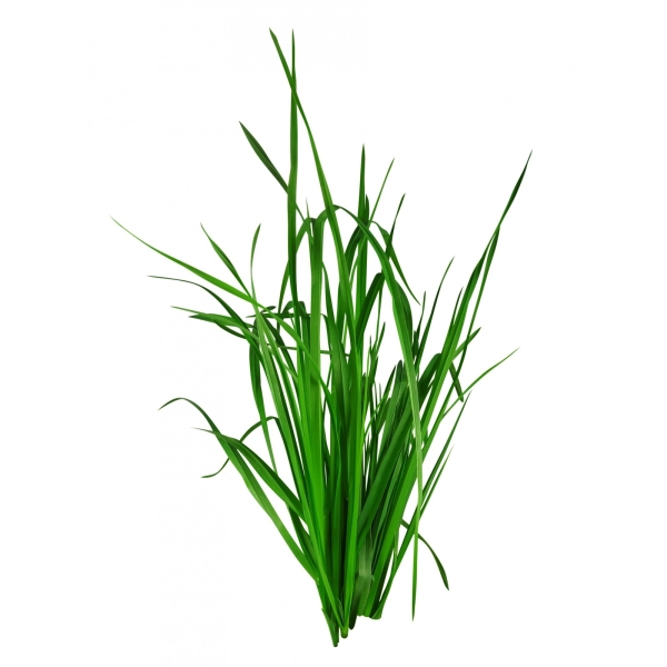 Bougie "la Beslonaise" VETIVER