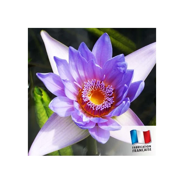 Bougie "la parfumée" mélange de fleurs exotiques