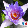 Bougie "la parfumée" mélange de fleurs exotiques