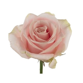 Bougie "la parfumée" rose agréable