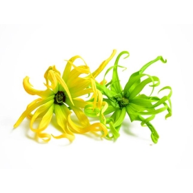 Bougie "la parfumée" ylang / ylang