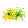 Bougie "la parfumée" ylang / ylang
