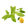 Bougie "la parfumée" citron verveine
