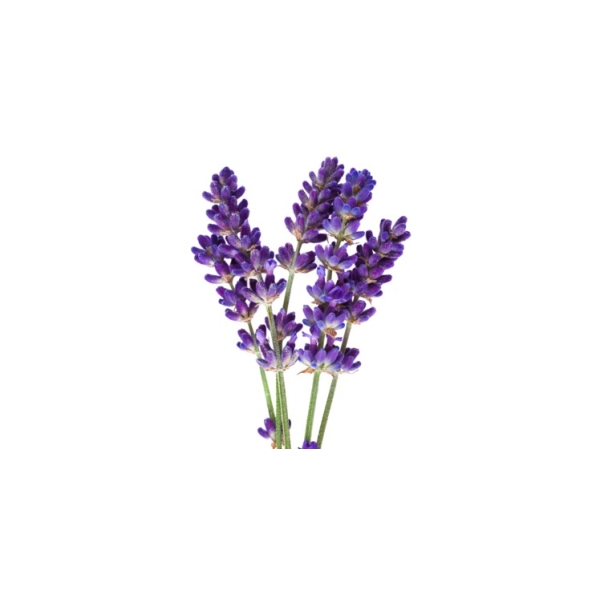 Bougie "la parfumée" lavande
