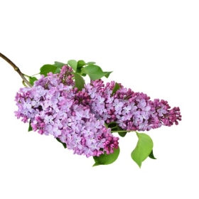 Bougie "la parfumée" lilas