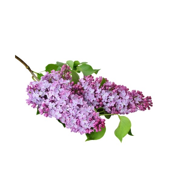 Bougie "la parfumée" lilas