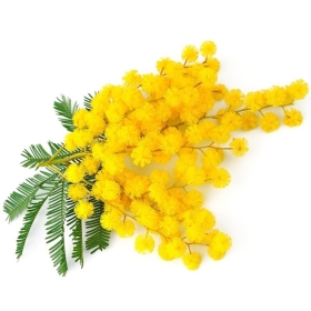 Bougie "la parfumée" mimosa