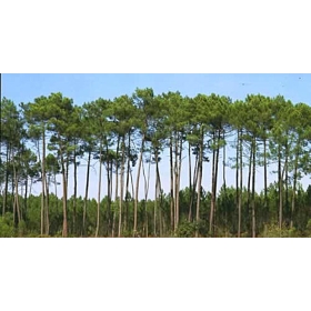 Bougie "la parfumée" pin des Landes