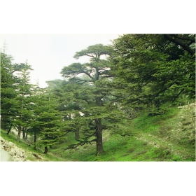 Bougie "la parfumée" cèdre du Liban