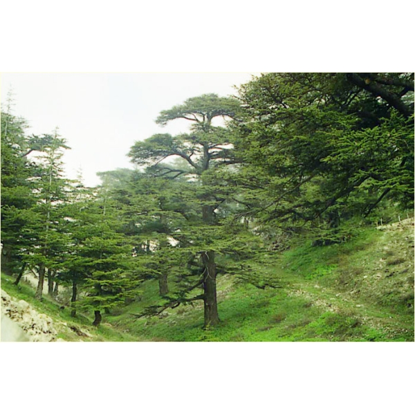 Bougie "la parfumée" cèdre du Liban