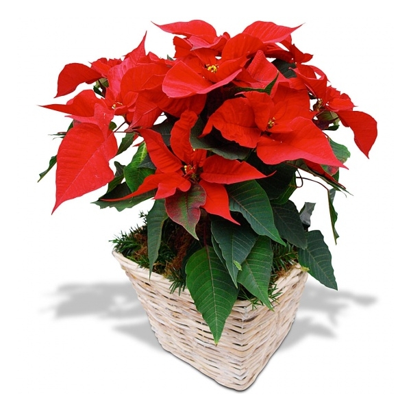 Bougie "la parfumée" fleur de Noël