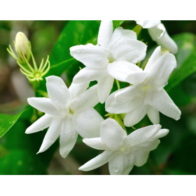 Bougie "la parfumée" jasmin