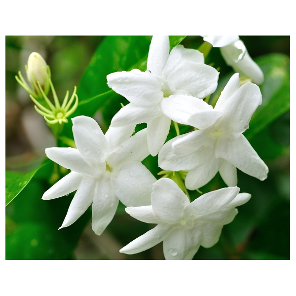 Bougie "la parfumée" jasmin