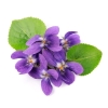 Bougie "la parfumée" violette