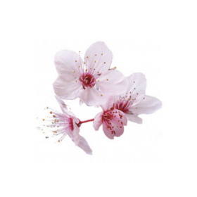 Bougie "la parfumée" fleur de cerisier