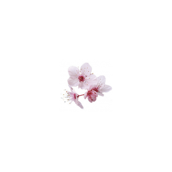 Bougie "la parfumée" fleur de cerisier