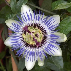 Bougie "la parfumée" fleur de la passion