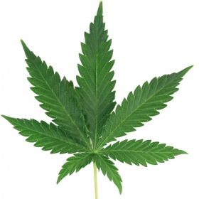 Bougie "la parfumée" cannabis