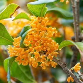 Bougie "la parfumée" osmanthus