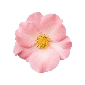 Bougie "la parfumée" rose sauvage