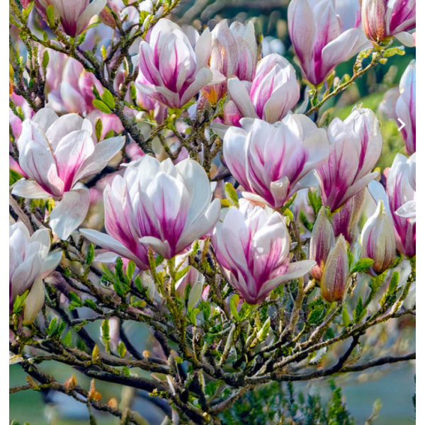 Bougie "la parfumée" magnolia