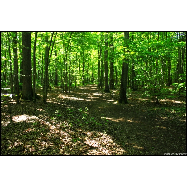 Bougie "la parfumée" sous bois